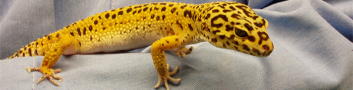gecko-leopart