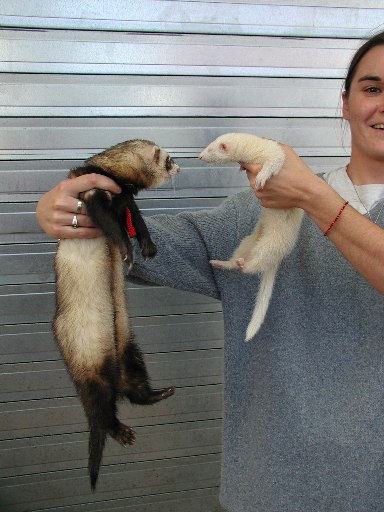 Furet